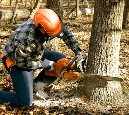 Tree Removal in Mcfarlan, NC